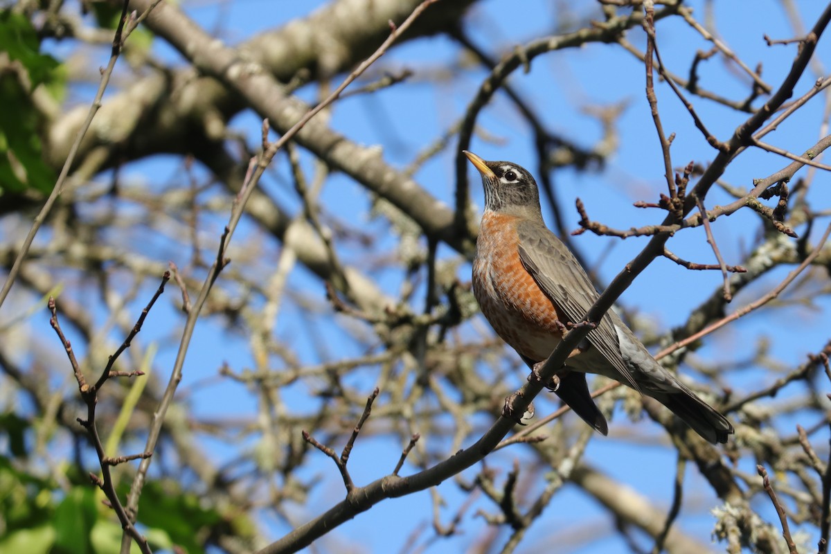 American Robin - ML405881401