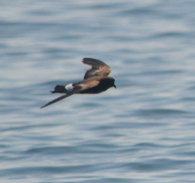 Wilson's Storm-Petrel - Steven Albert