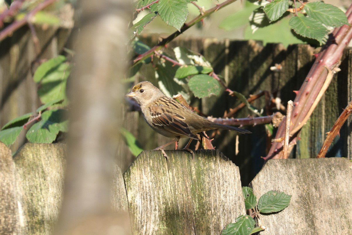 Golden-crowned Sparrow - ML405881441