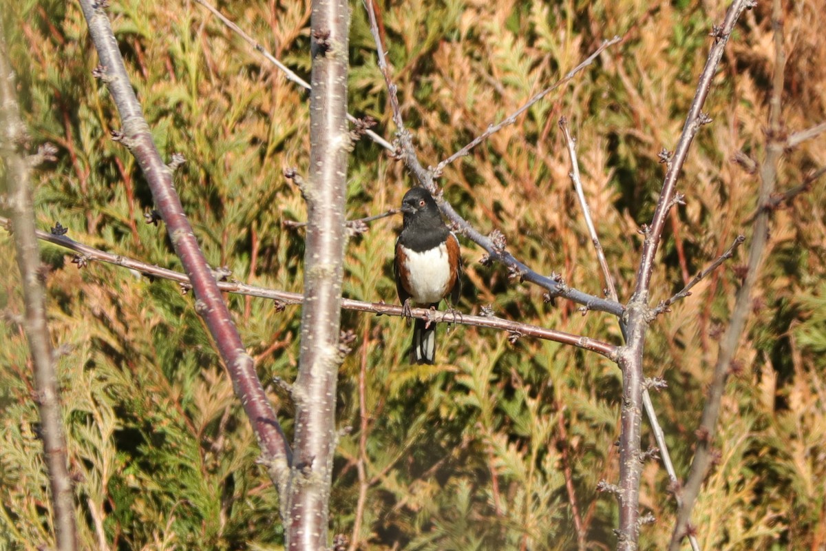 Spotted Towhee - ML405881481