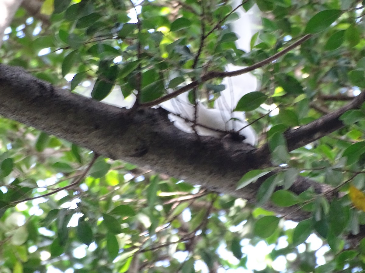 nody indopacifický - ML405881931