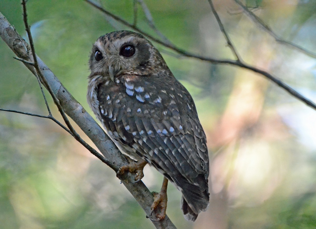 Bare-legged Owl - ML40588211