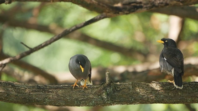 Javan Myna - ML405882211