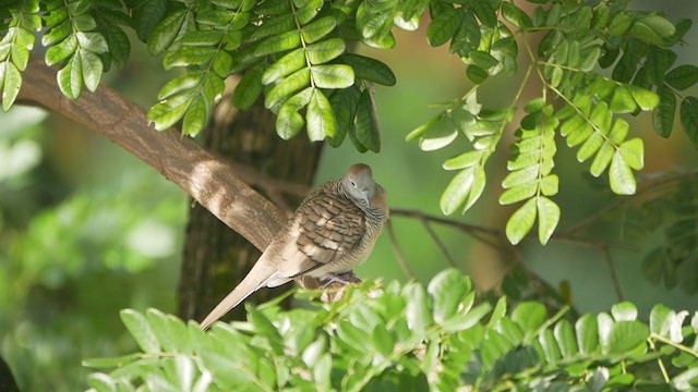 Zebra Dove - ML405882291