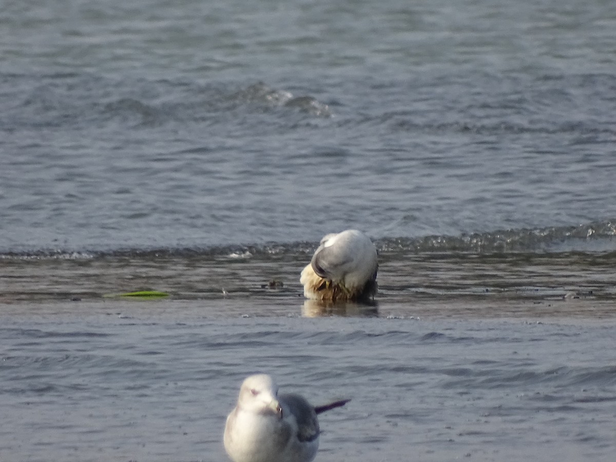 Black-legged Kittiwake - ML405882391