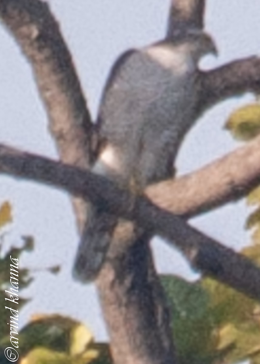 Eurasian Sparrowhawk - ML405883231