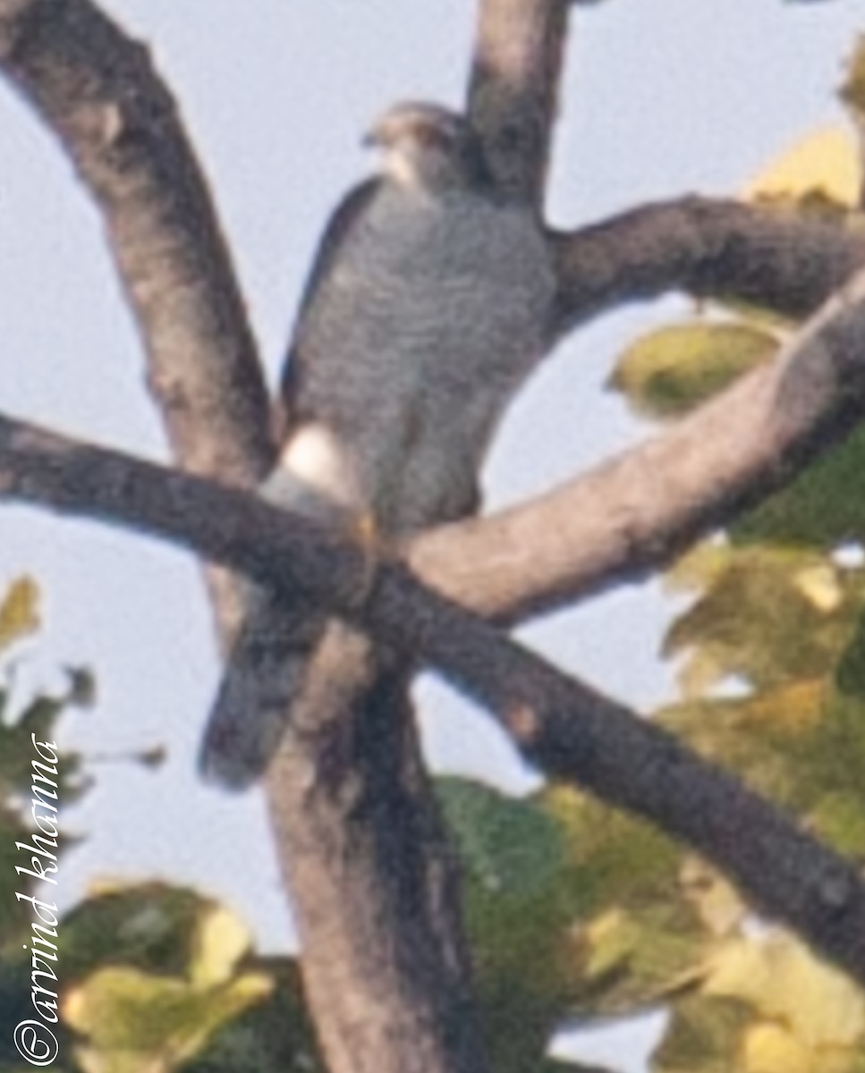 Eurasian Sparrowhawk - Arvind Khanna