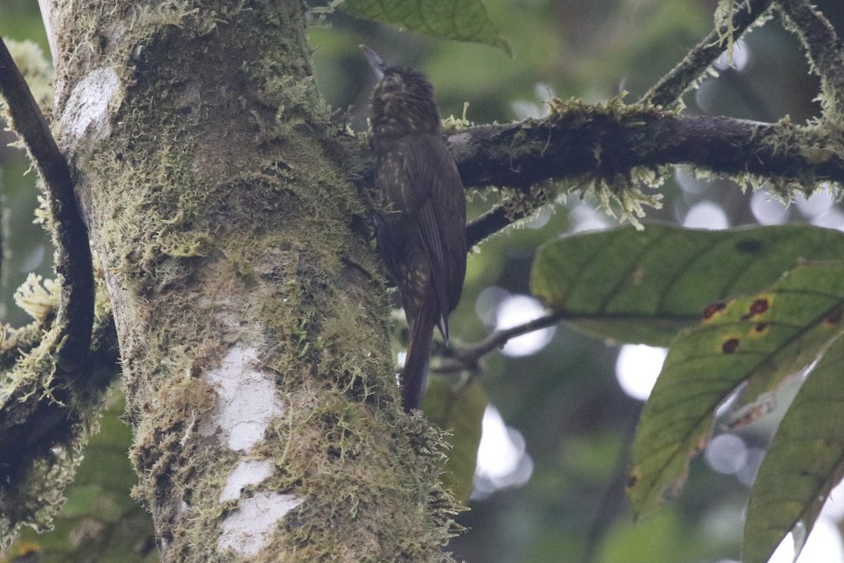 Spotted Woodcreeper - ML405884861