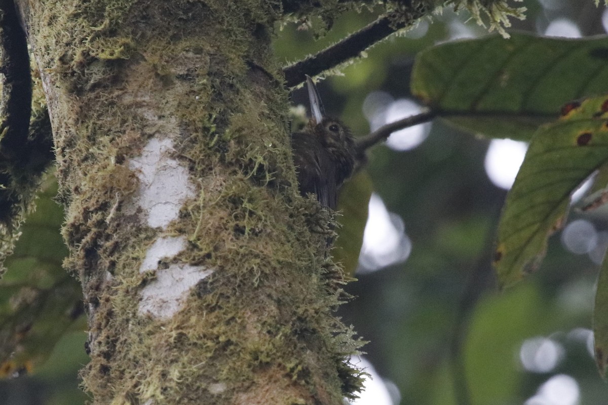 Spotted Woodcreeper - ML405884871