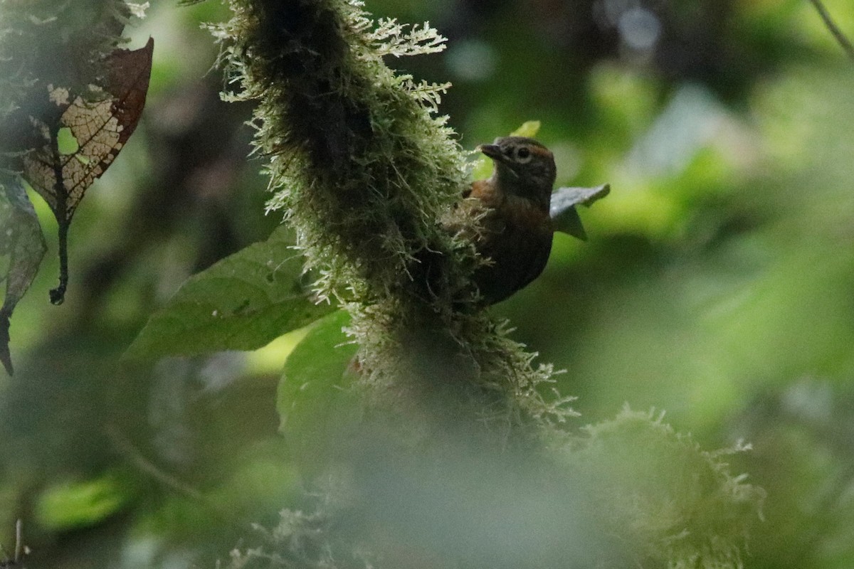 Scaly-throated Foliage-gleaner - Jason Fidorra