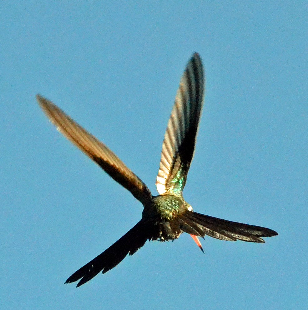 kolibřík kubánský - ML40588491