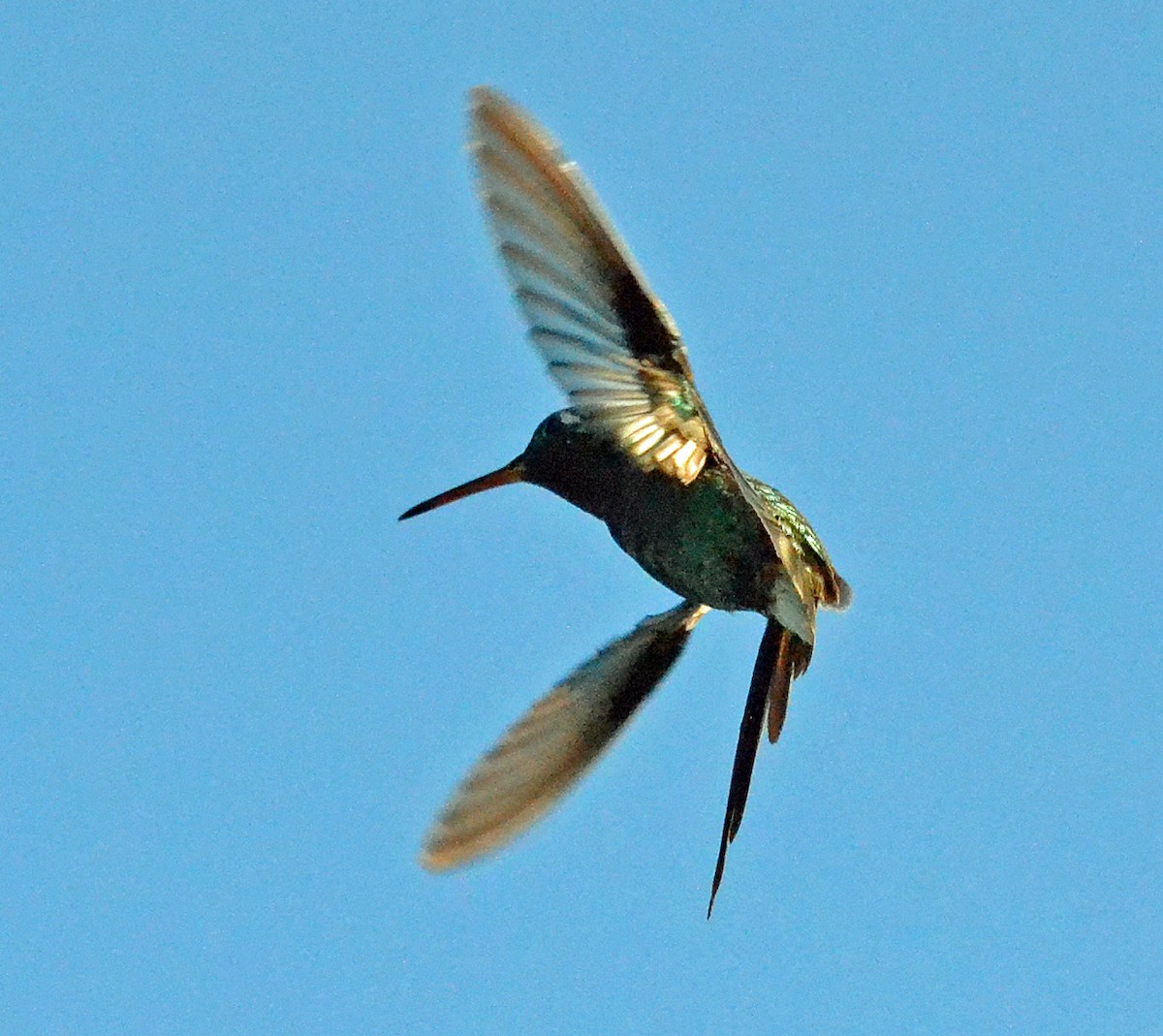 kolibřík kubánský - ML40588521