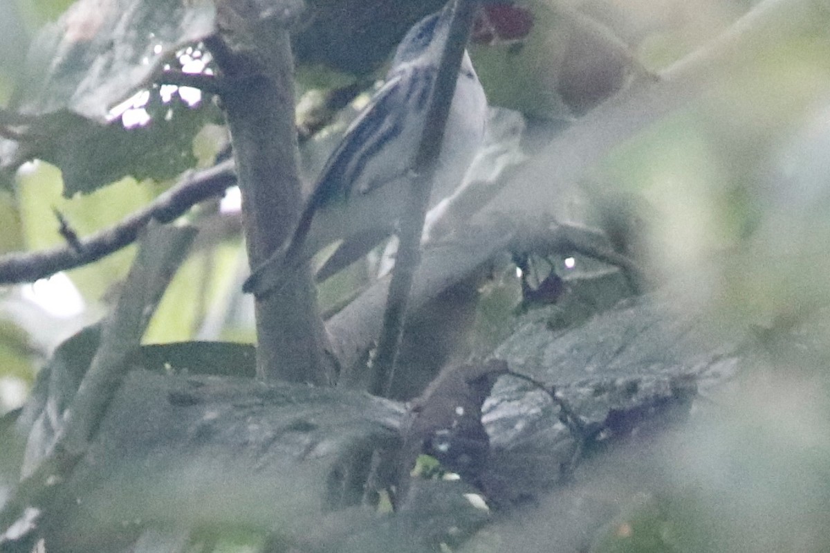 Cerulean Warbler - ML405885331
