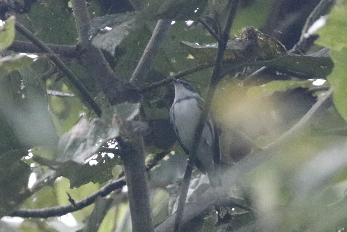 Cerulean Warbler - ML405885341