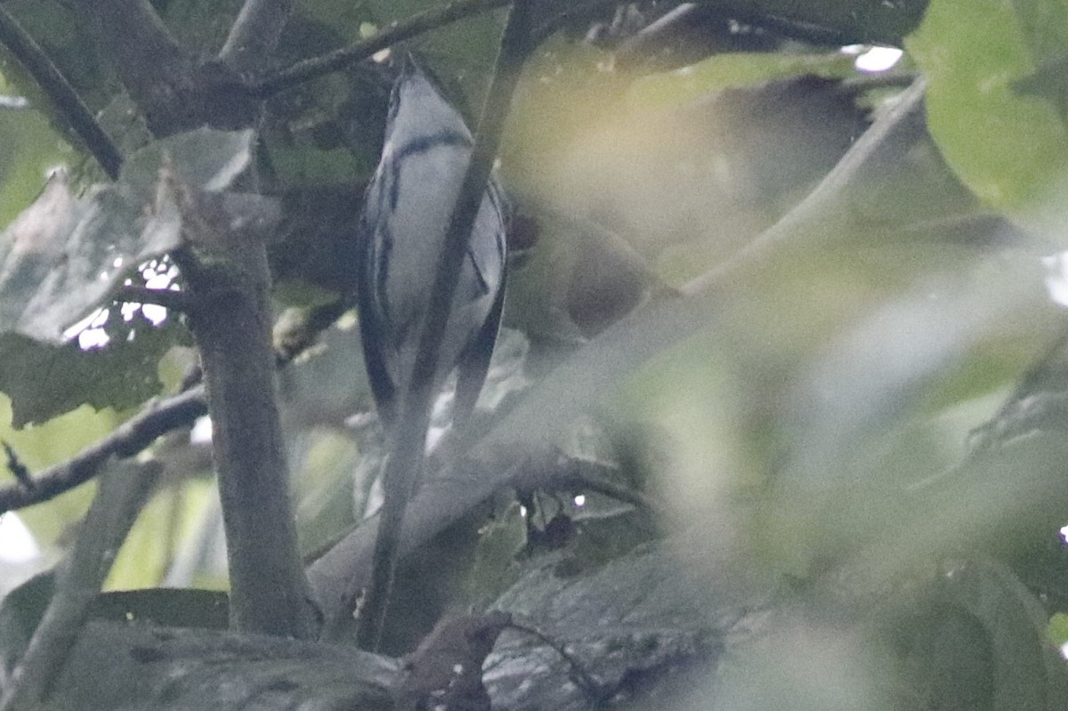 Cerulean Warbler - ML405885361