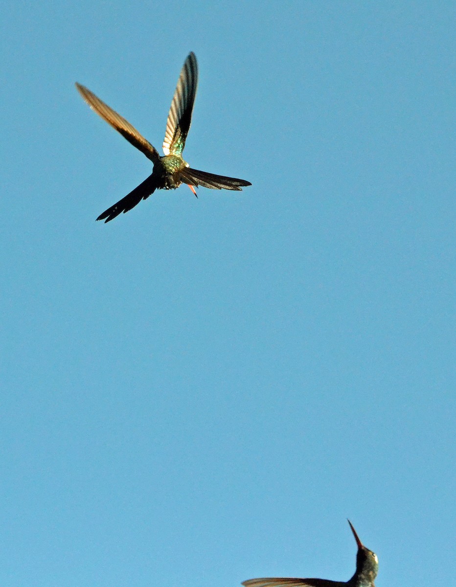 kolibřík kubánský - ML40588561