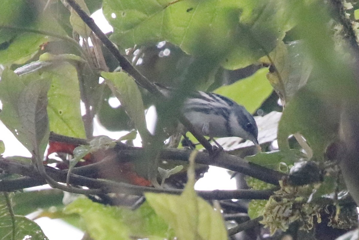 Cerulean Warbler - ML405885651