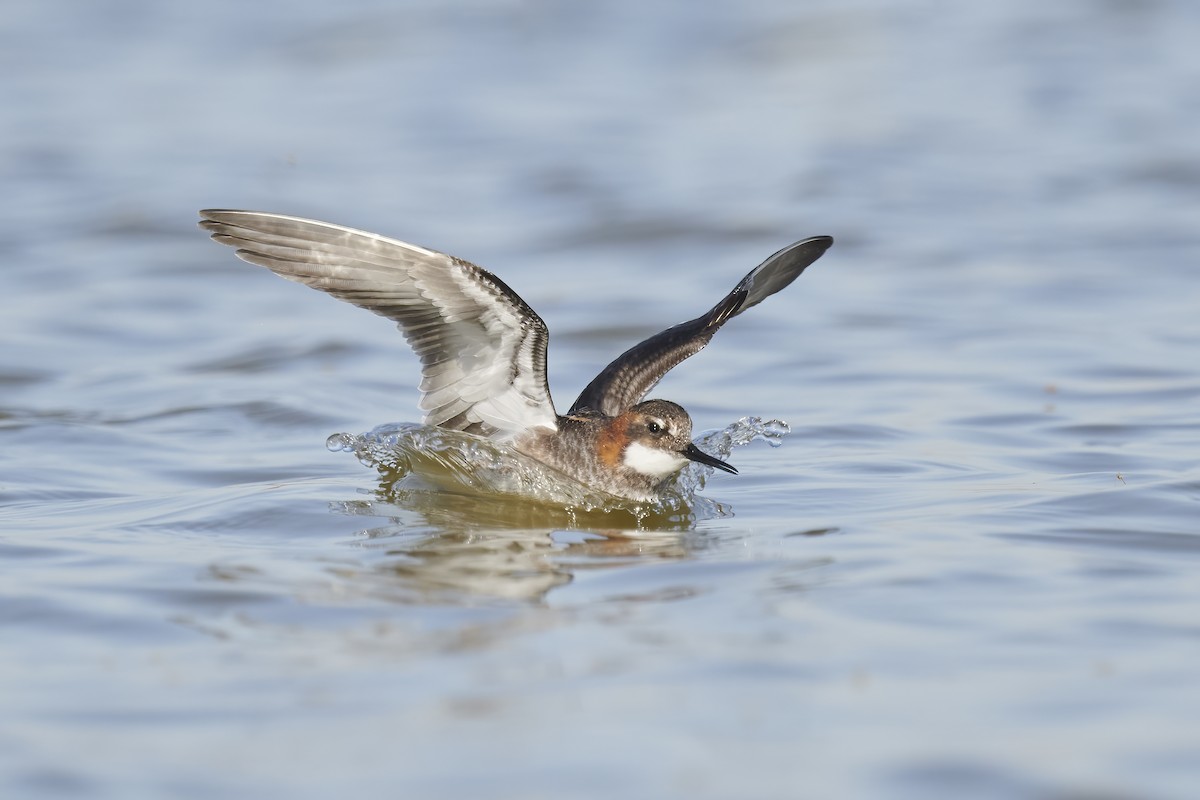 Red-necked Phalarope - ML405887411