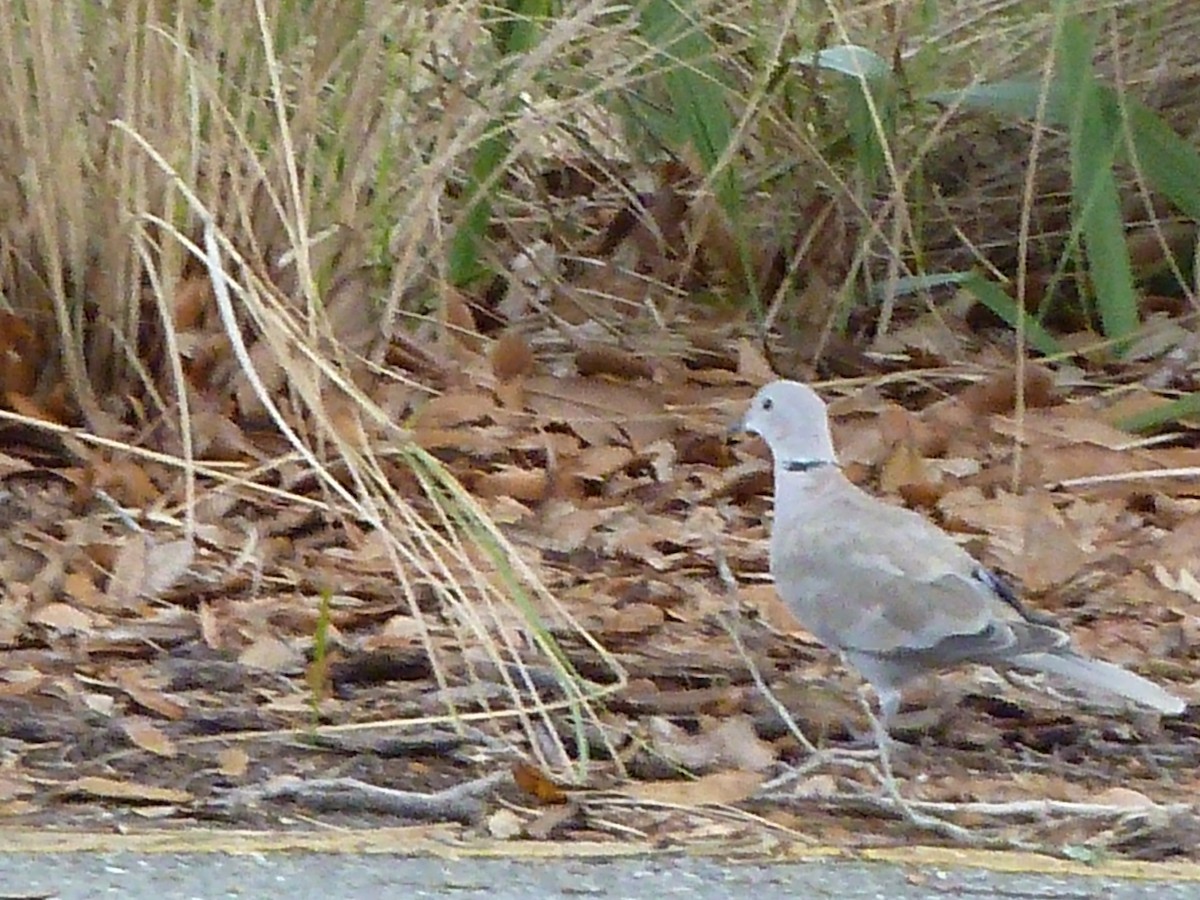 Eurasian Collared-Dove - ML405888091