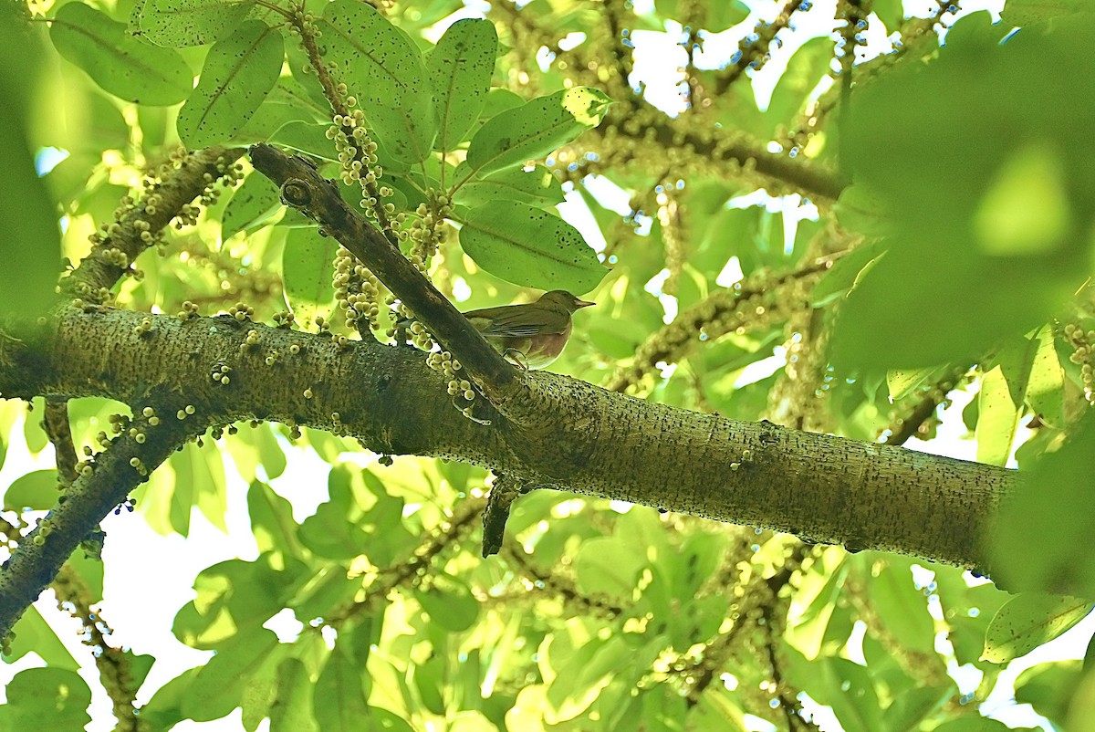 Brown-headed Thrush - ML405890481