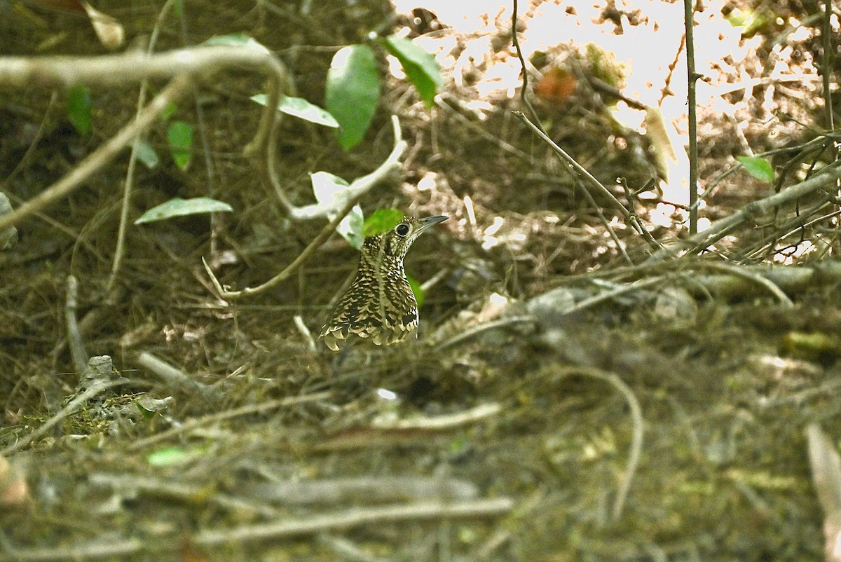 White's Thrush - ML405890491