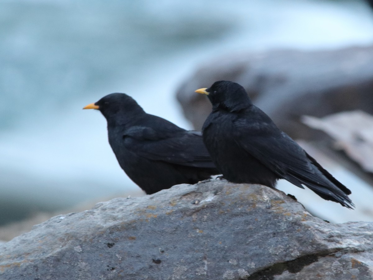 Yellow-billed Chough - dhanapal kondasamy