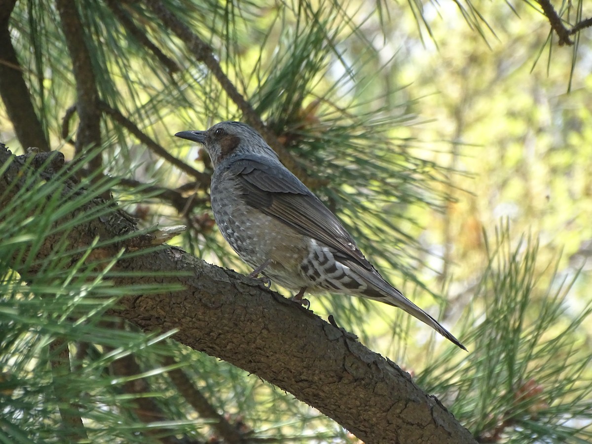 Brown-eared Bulbul - ML405891531