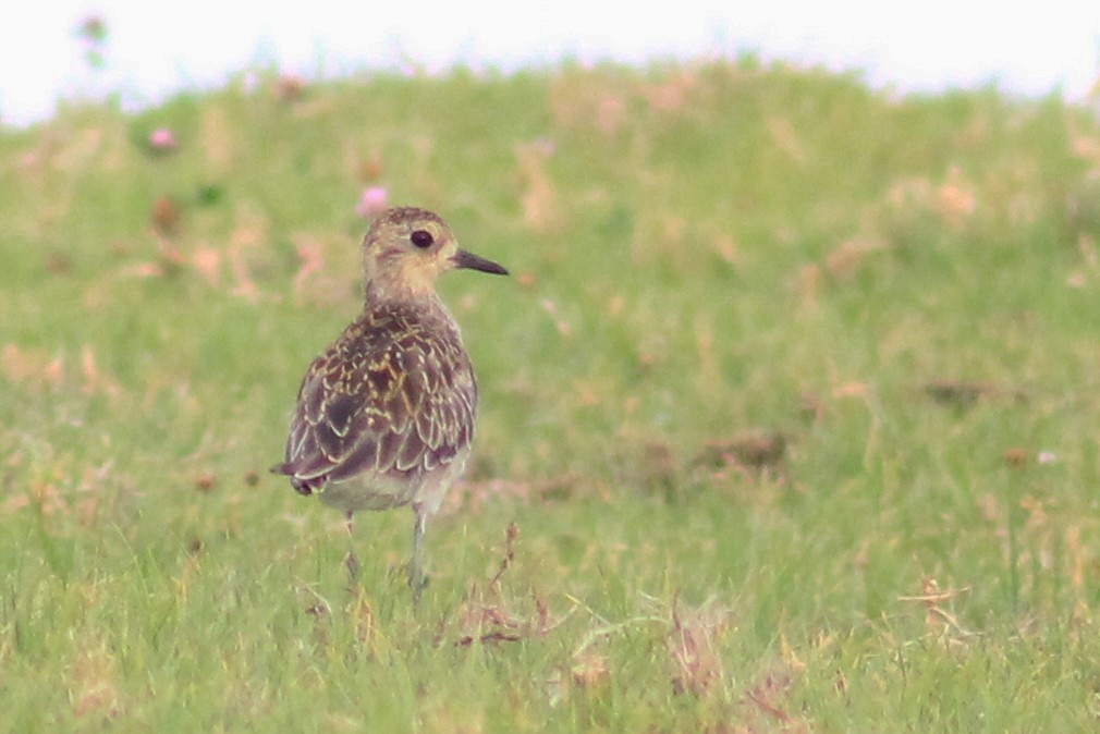 Pacific Golden-Plover - ML405891891