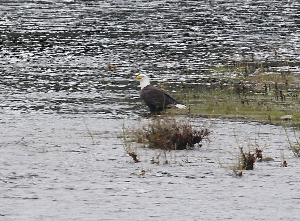 Bald Eagle - Gil Ewing