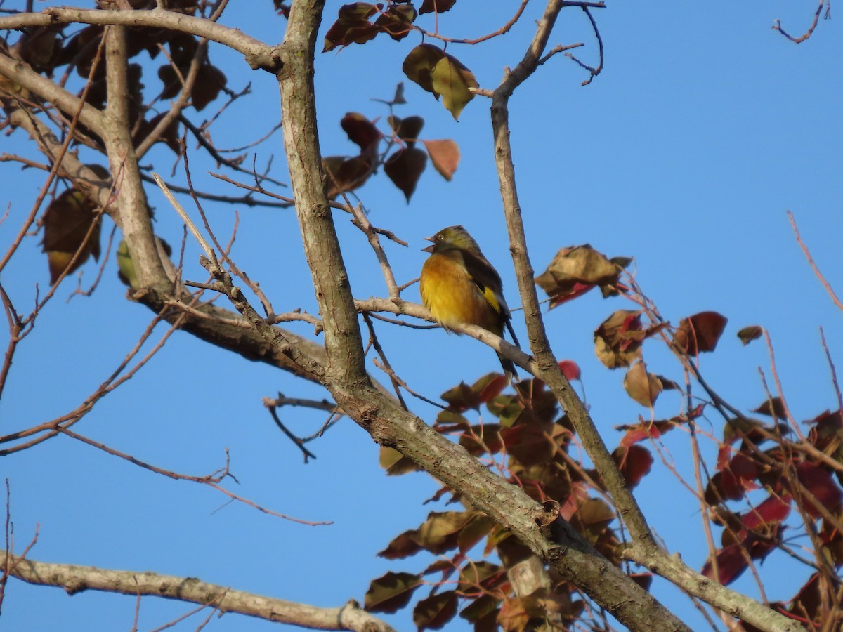 Oriental Greenfinch - ML405892051