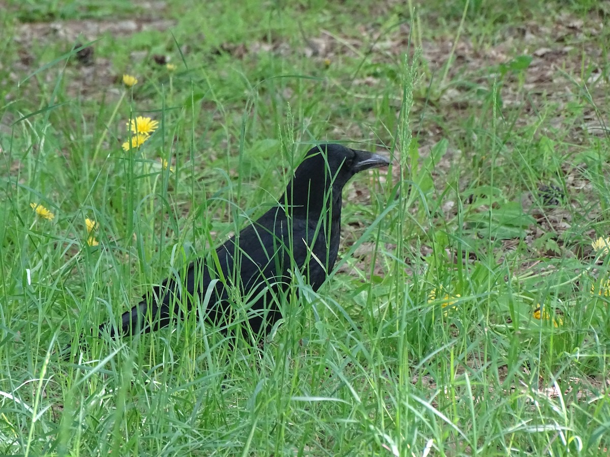 Carrion Crow - David Russell