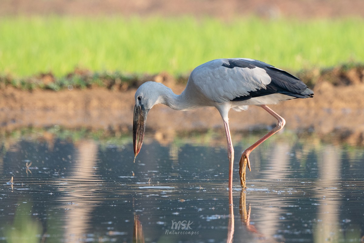 Asian Openbill - ML405892551