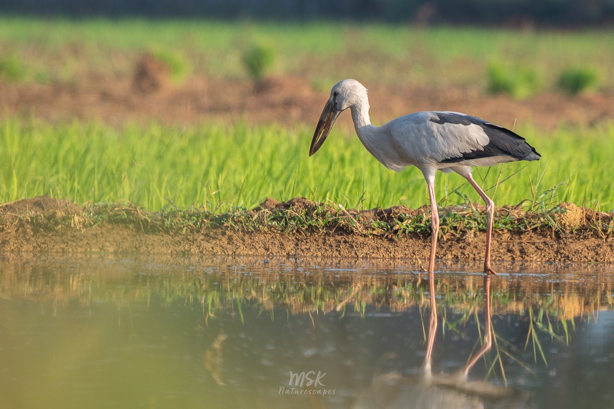 Asian Openbill - ML405892561