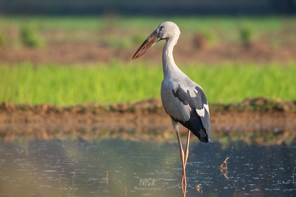 Asian Openbill - ML405892571