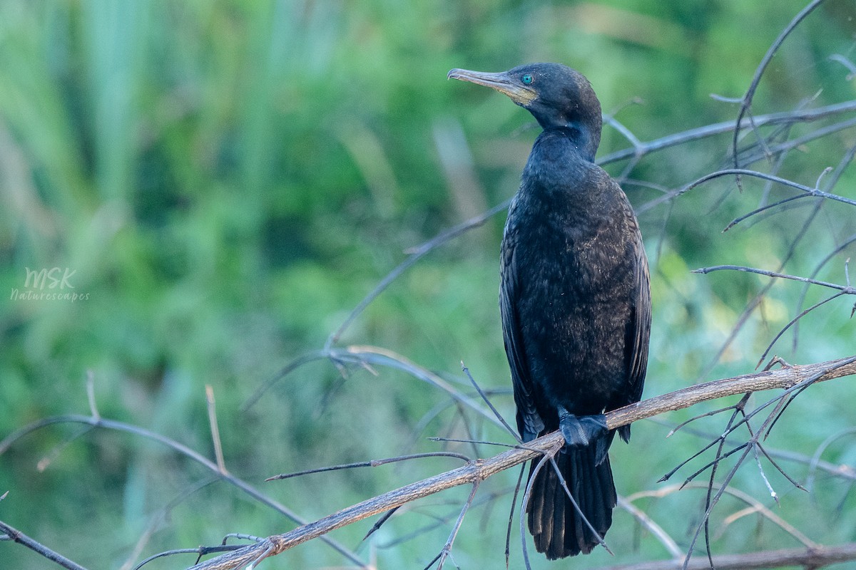 Indian Cormorant - ML405892581