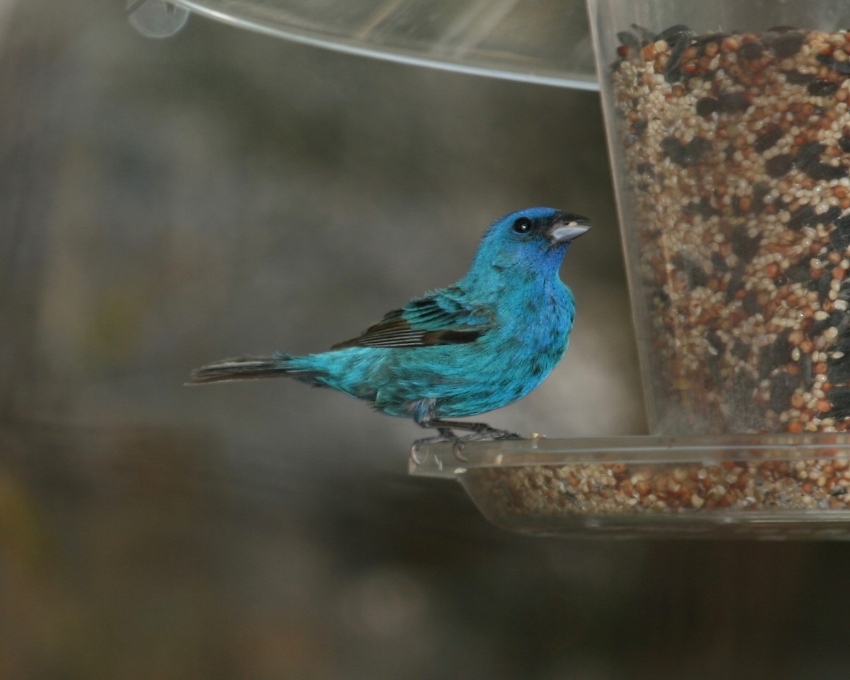 Indigo Bunting - ML40589261