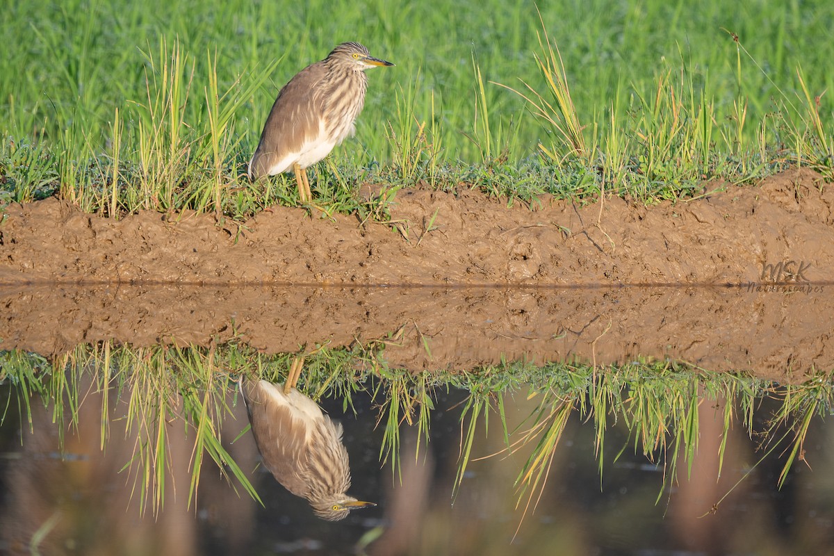 Indian Pond-Heron - ML405892681