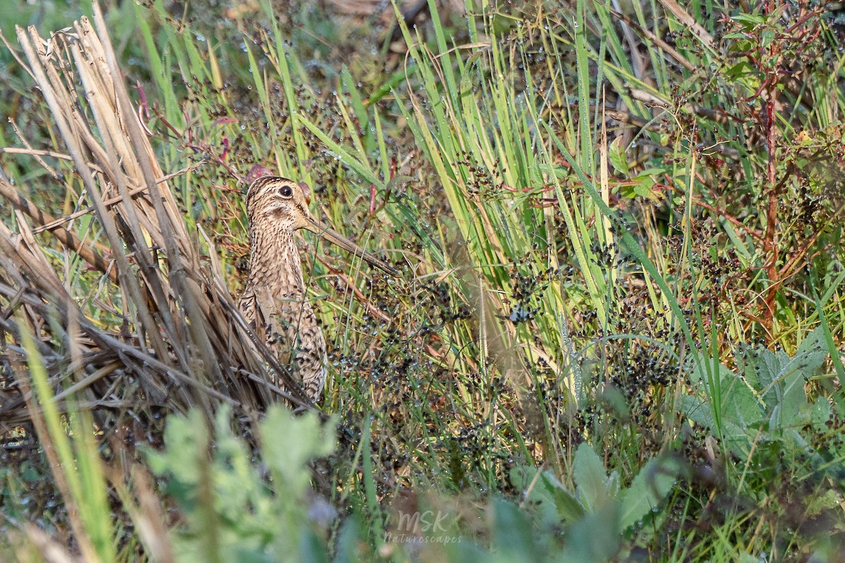 Pin-tailed Snipe - ML405892841