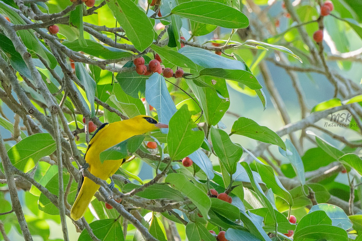 Indian Golden Oriole - ML405892881