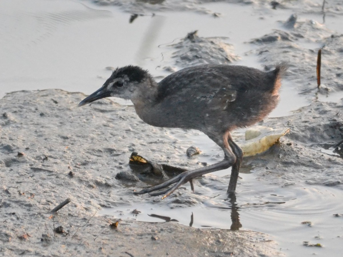 King/Clapper Rail - ML40589291