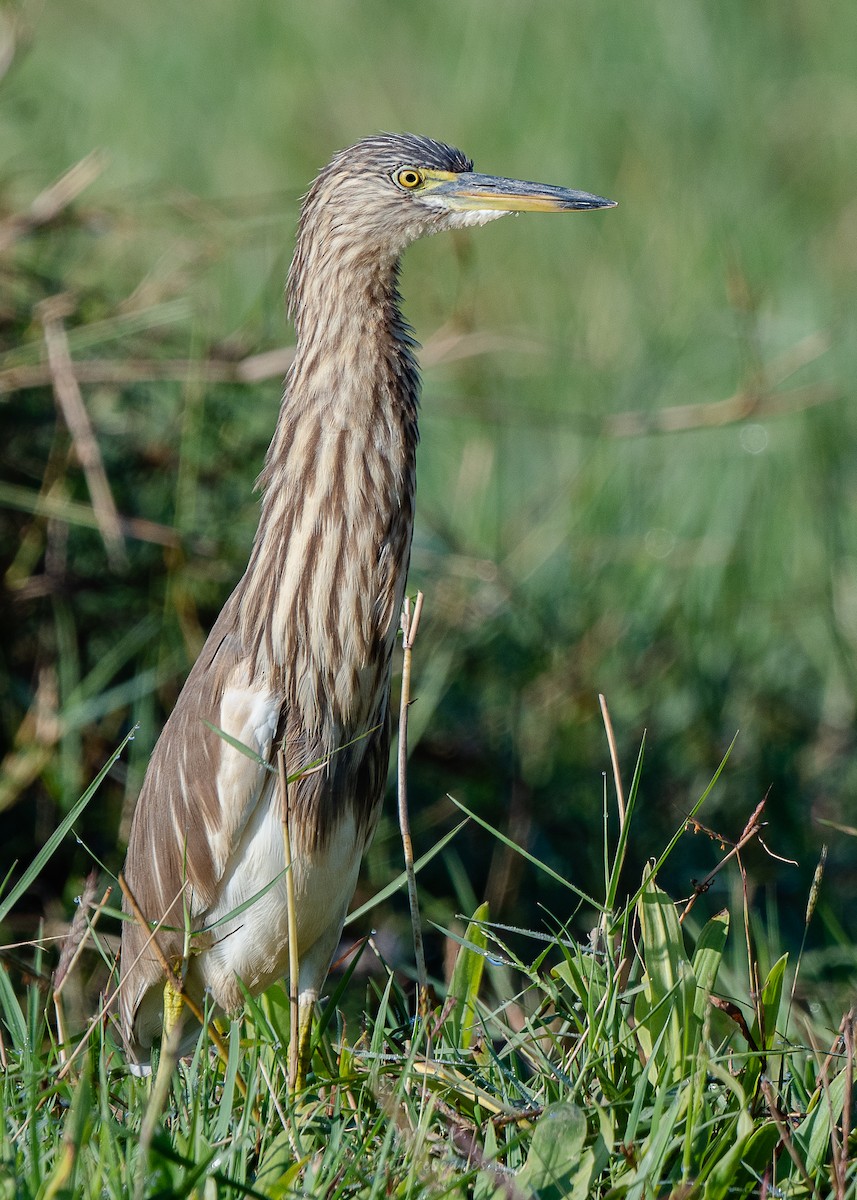 Indian Pond-Heron - ML405893101