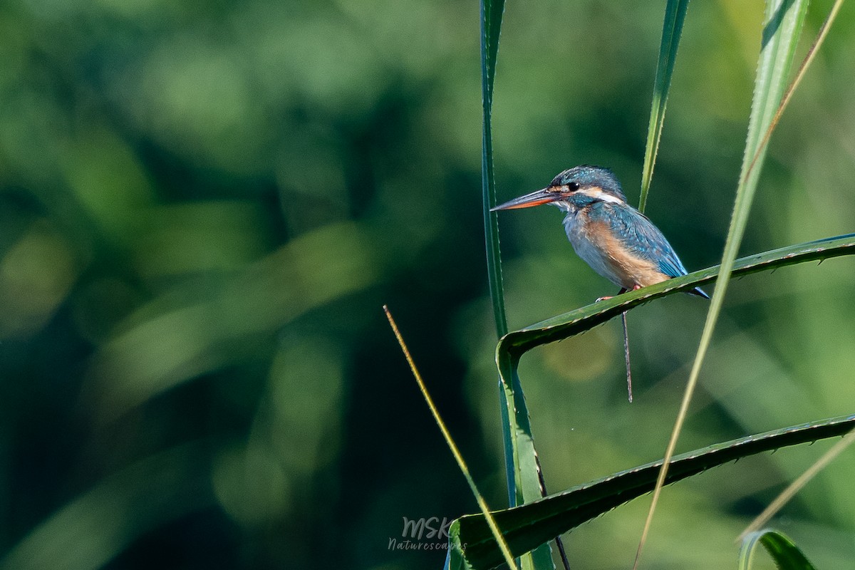 Common Kingfisher - ML405893121