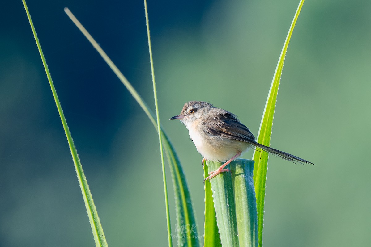 Plain Prinia - ML405893151