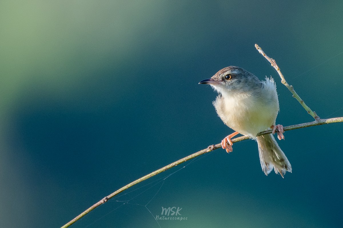 Plain Prinia - ML405893161