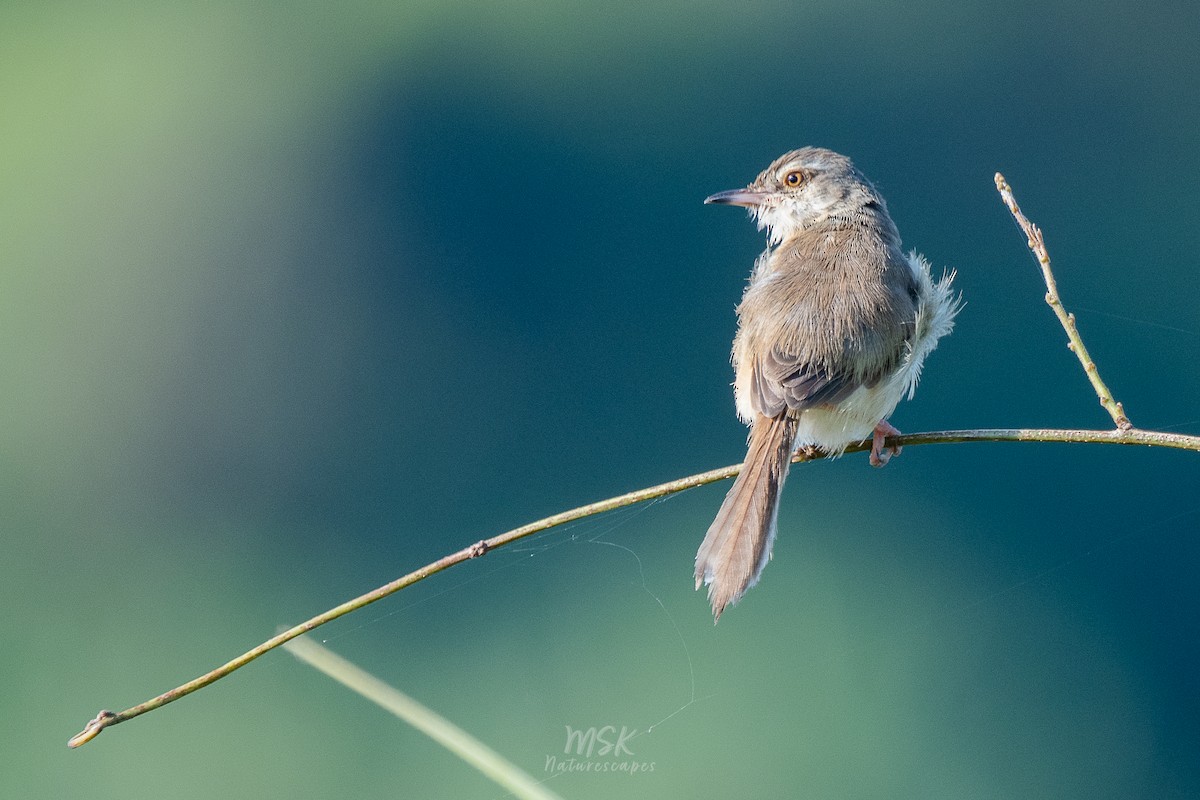 Plain Prinia - ML405893171