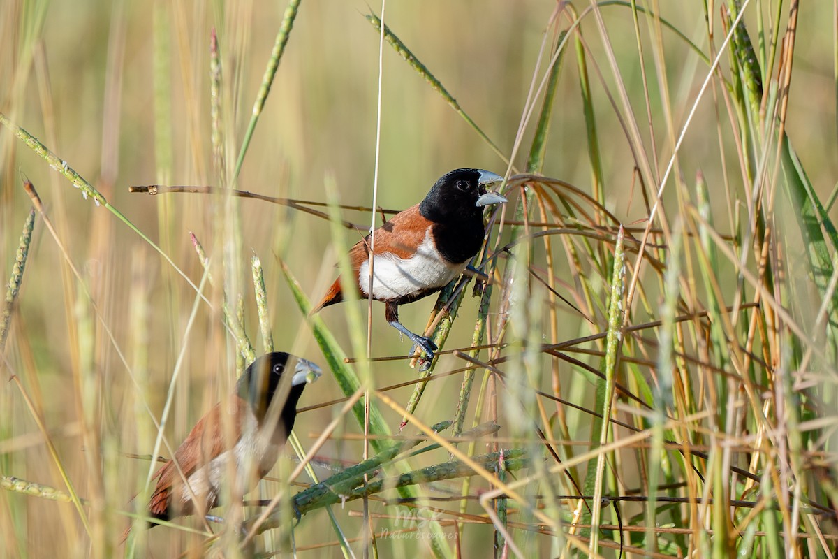 Tricolored Munia - ML405893261