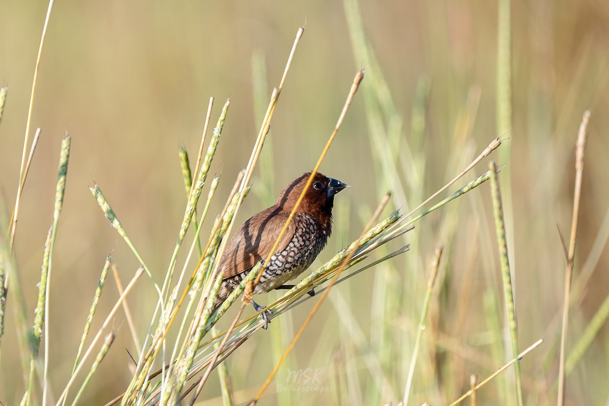 Scaly-breasted Munia - ML405893281