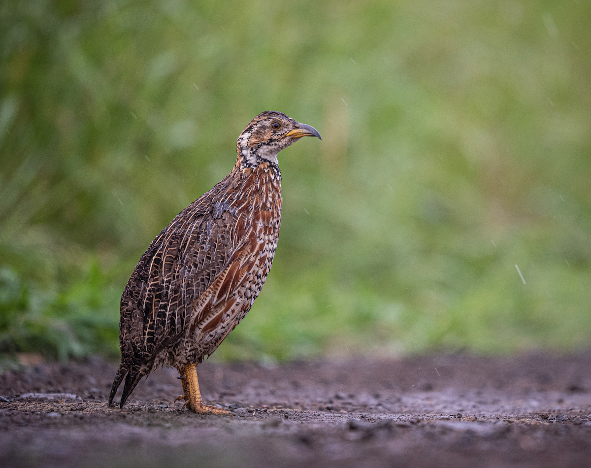 Shelley's Francolin - ML405893791