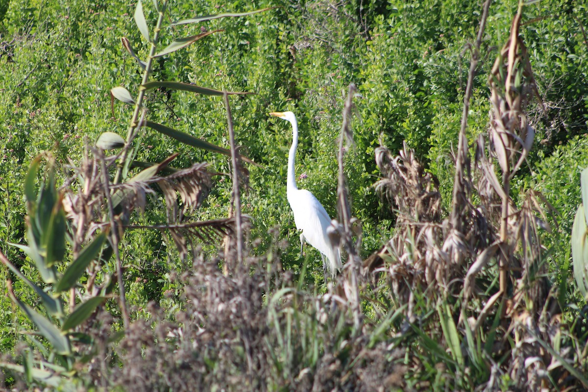 Great Egret - ML405895521