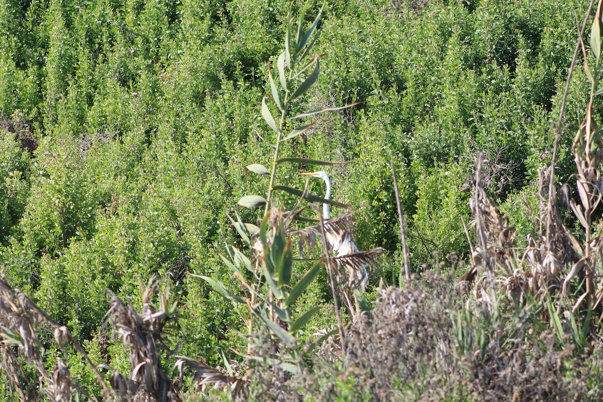 Great Egret - ML405895601